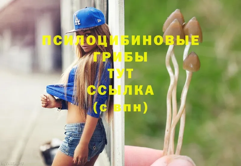 Псилоцибиновые грибы Cubensis  Новочебоксарск 